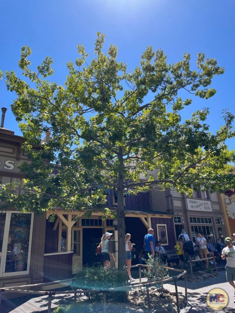 , DISNEYLAND UPDATE: Pricing Paradox, Main Street Mysteries, & Miniature Magic!