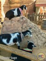 Disneyland Big Thunder Ranch Happy Goats