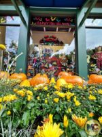 Disneyland News alloween downtown disney pumpkin patch windows MiceChat