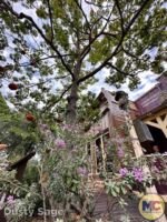 Disneyland News halloween adventureland tree MiceChat