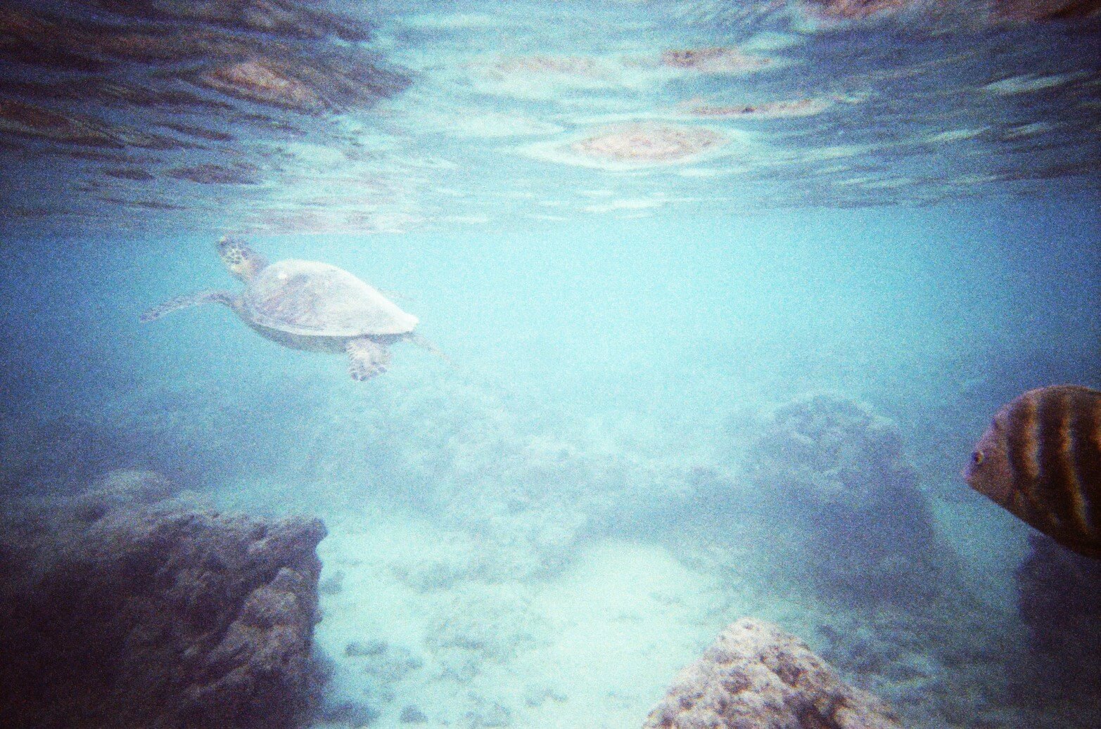 Hanauma Bay