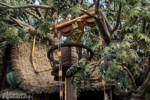 Disneyland Adventureland Treehouse construction progress DSC_3991-X5