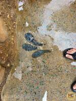 WDW-Disney-World-epcot-world-nature-journey-water-moana-spring-4