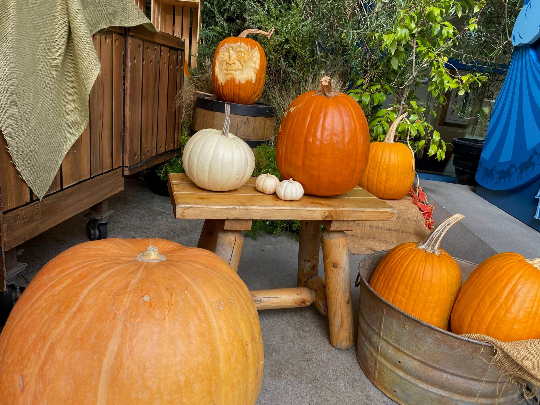 Joe Yakovetic, Joe Yakovetic’s Pumpkin Wonderland at the Disneyland Hotels Through Halloween!
