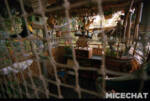 014_Disneyland_Adventureland Treehouse_35mm Film