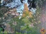 Disneyland News beauty big thunder through the trees MiceChat