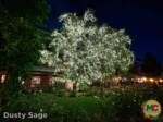 Disneyland News beauty lit tree MiceChat