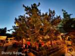 Disneyland News christmas dca grizzly peak trees night MiceChat