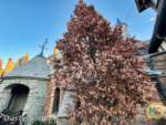 Disneyland News Beauty Fantasyland Mr Toad MiceChat