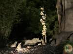 Disneyland News Jungle Cruise Explorers MiceChat