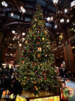 Disneyland News beauty grand cal tree 2 MiceChat