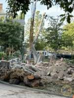 Disneyland Haunted Mansion Gardens Demolition 2 MiceChat