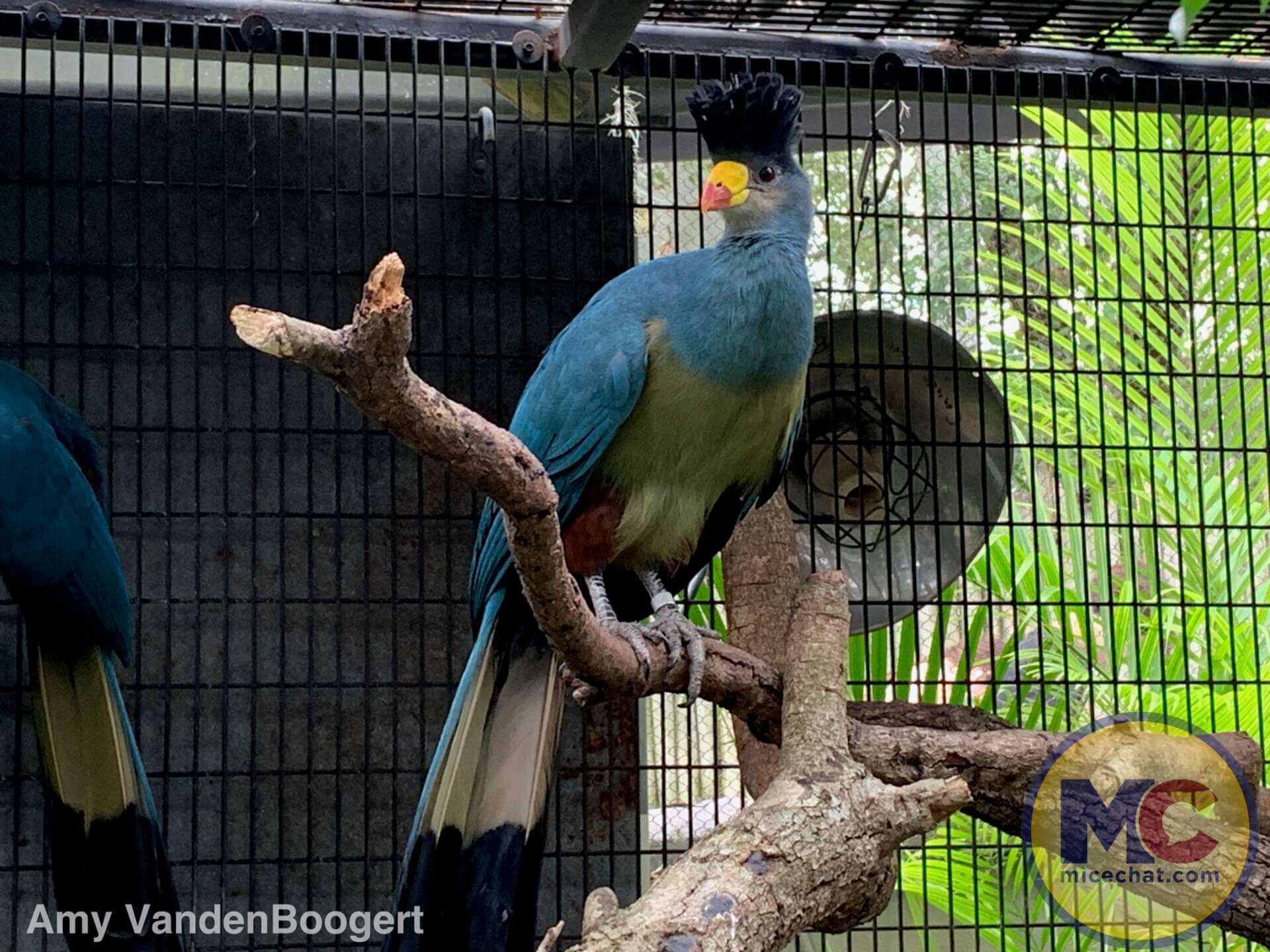 Busch Gardens Tampa Mardi Gras, Busch Gardens Tampa Mardi Gras – A Festival of Flavor & Fun