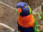 busch gardens tampa lorikeet