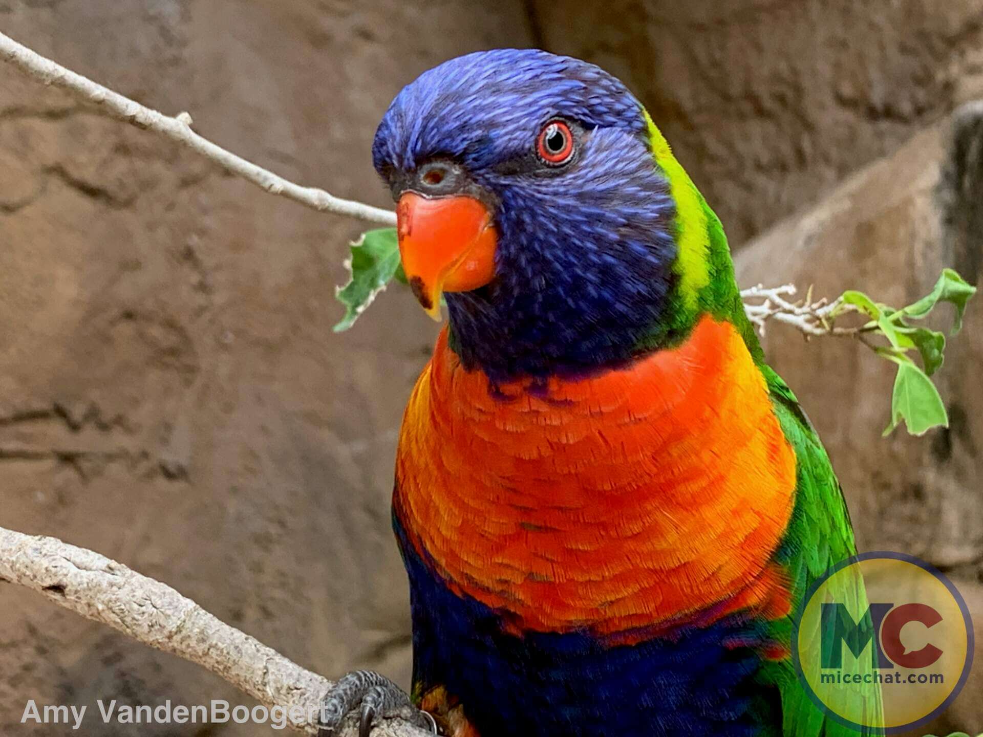 Busch Gardens Tampa Mardi Gras, Busch Gardens Tampa Mardi Gras – A Festival of Flavor & Fun