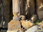 Disneyland-News-Beauty River Murder Beaver- MiceChat