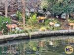 Disneyland-News-beauty river deer- MiceChat