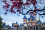 Disneyland Sleeping Beauty Castle springtime flowers DSC_9680-X5