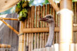 Disneyland-beauty-Adventureland-Treehouse-Jane-ostrich-DSC_4240-X5