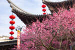 Shanghai Disneyland Spring Cherry Blossoms