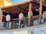 Disneyland-News-Paseo Centrico 3- MiceChat
