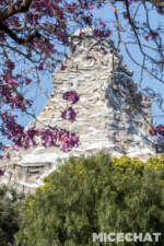 003_Disneyland_Matterhorn Tabebuia trees