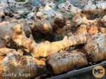 Disneyland-News-Grizzly Rocks 2- MiceChat