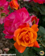 MiceChat – Disneyland Update – Rose