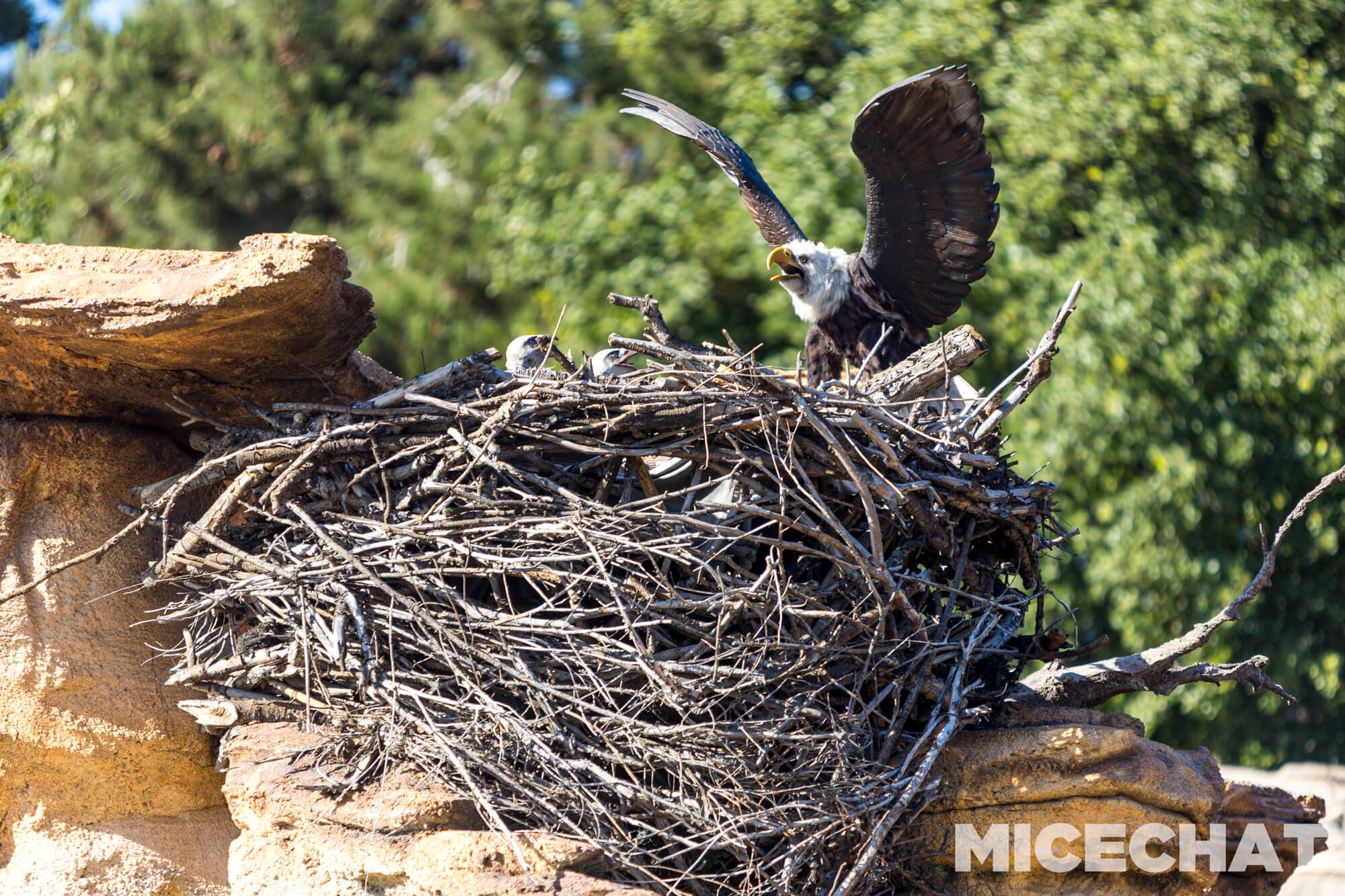 , DISNEYLAND UPDATE: Crowd Collapse, Oogie Observations & A Splashtacular Surprise