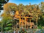 Disneyland-News-Beauty Adventureland Treehouse 2- MiceChat