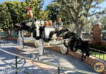 Disneyland-haunted mansion holiday 2024-hearse in queue-1
