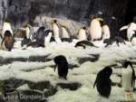 SeaWorld-Orlando-Penguin-Trek-penguins-2