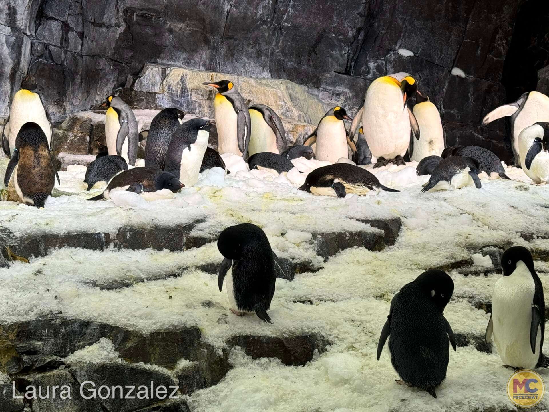 Penguin Trek, Join the Expedition on SeaWorld Orlando’s New Penguin Trek Coaster