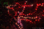 Sara Scheuring_MiceChat.com_Disneyland_Haunted Mansion_Haunted Mansion Holiday_N