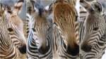 Zebra_Foals_Header