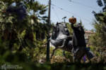 Disney California Adventure Buena Vista Street Halloween Time Headless Horseman statue DSC_6724-X5