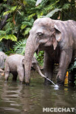 009_Disneyland_Jungle Cruise