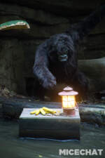 010_Disneyland_Jungle Cruise