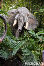 012_Disneyland_Jungle Cruise