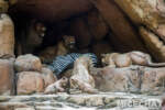 014_Disneyland_Jungle Cruise