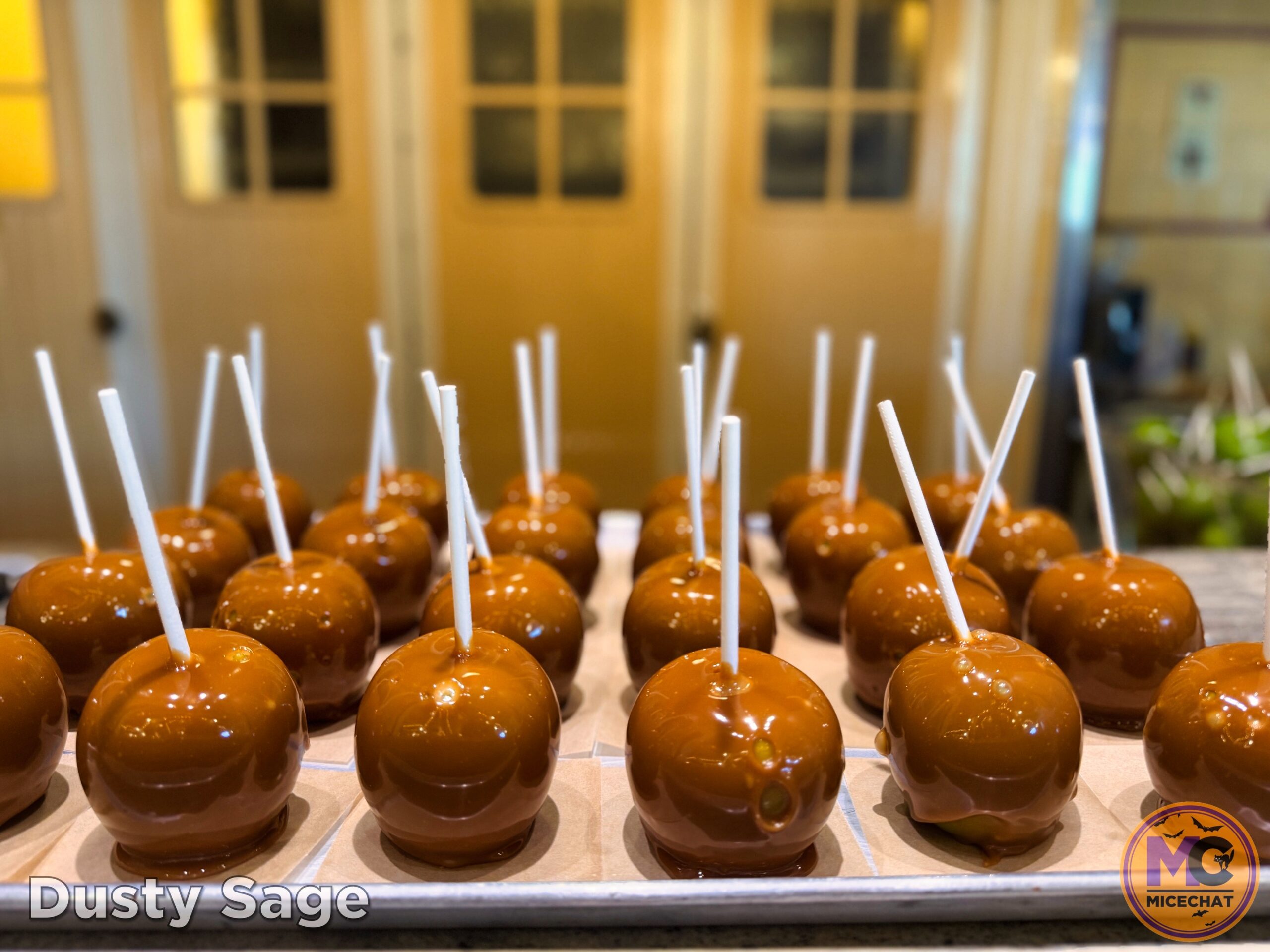 , DISNEYLAND UPDATE: Night Lights Delight, Price Spike & Bayou Hype