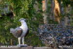 Mike Kindrich_MiceChat_Disneyland_Rivers of America_Indian Village (1 of 1)-2
