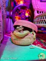 disneyland beauty Louis Critter Club JuJu MiceChat
