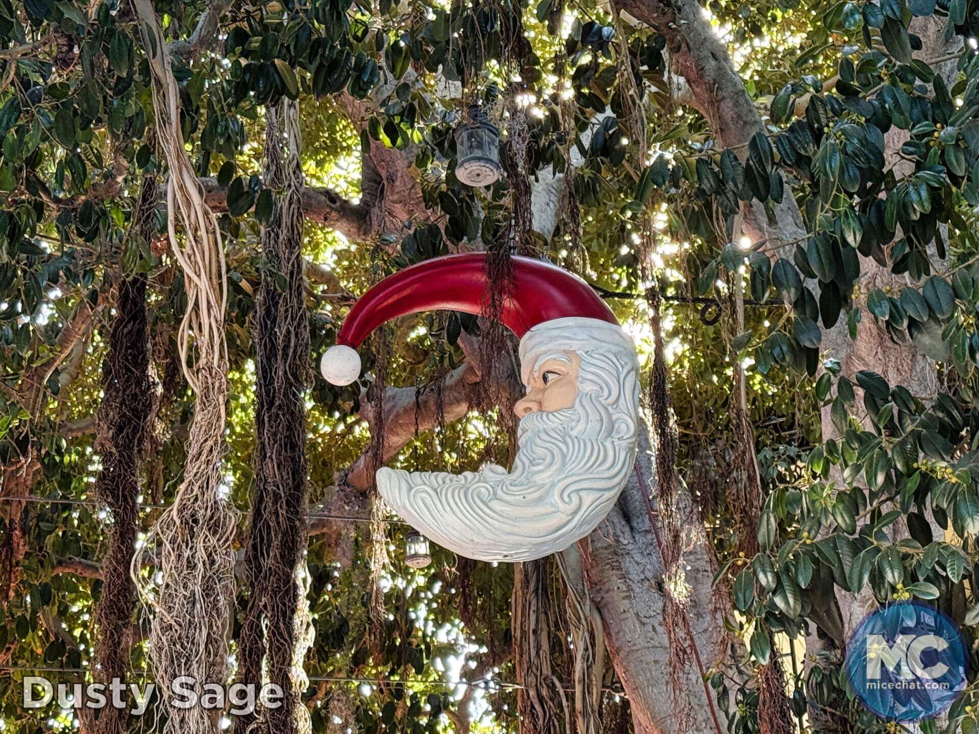 , DISNEYLAND UPDATE: Bayou Debut, Holidays Happen & Queuing Questions!