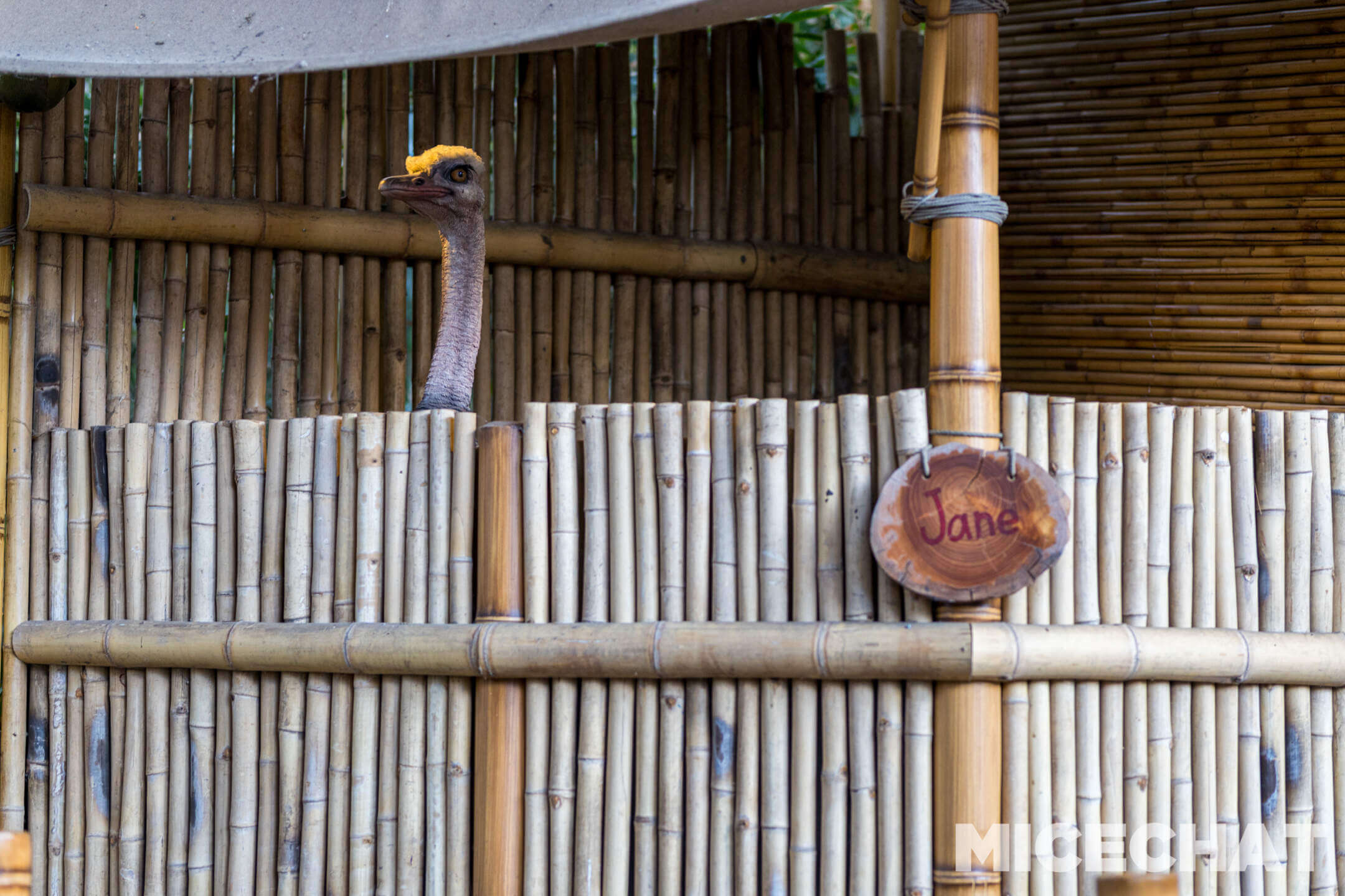 , Disneyland Update – Tiger Unleashed, Gate Update & Legal Fallout