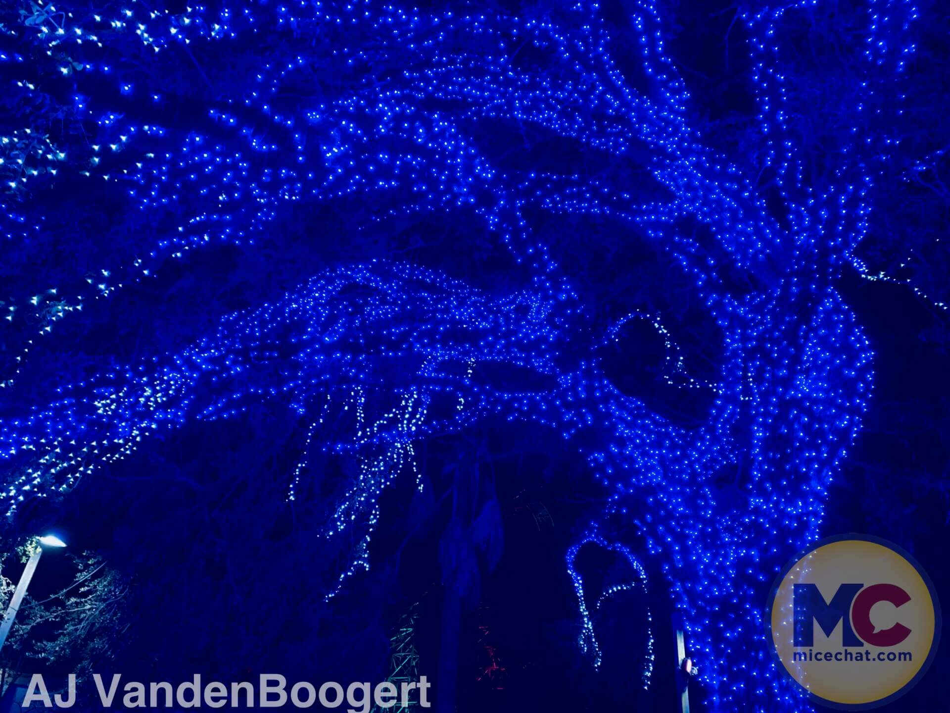 , Busch Gardens Tampa Christmas Town: Lights, Thrills, and Festive Delights!