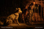 Disneyland_New Orleans Square_Pirates of the Caribbean_Jail