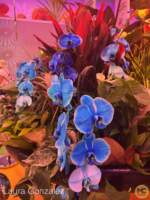 Disney-World-WDW-Epcot-Flower-Garden-2025-communicore-hall-11