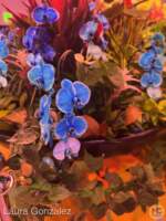 Disney-World-WDW-Epcot-Flower-Garden-2025-communicore-hall-12