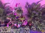 Disney-World-WDW-Epcot-Flower-Garden-2025-communicore-hall-7